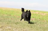 SCHIPPERKE 488